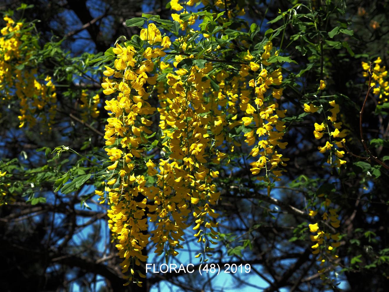 Laburnum, Common